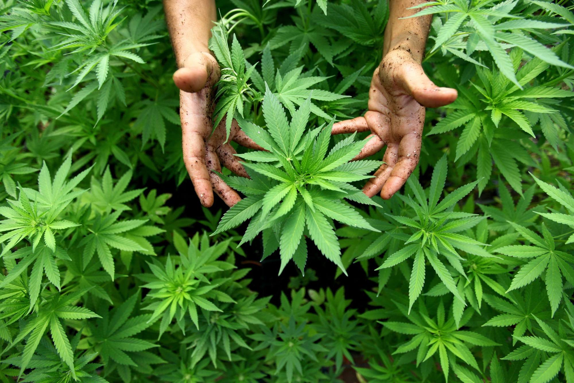 Coltivazione della Cannabis Sativa e rilevanza penale